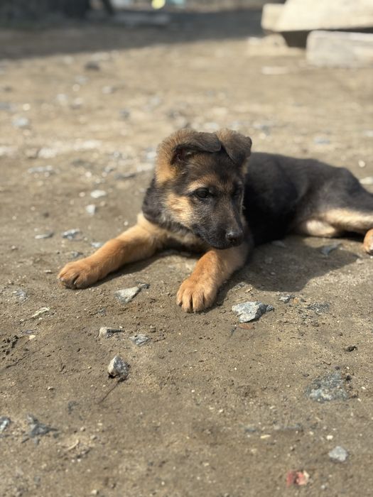 щенок немецкой овчарки