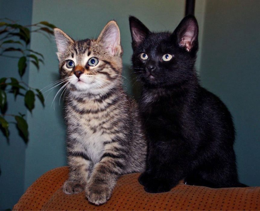 Котята от кошки крысолова