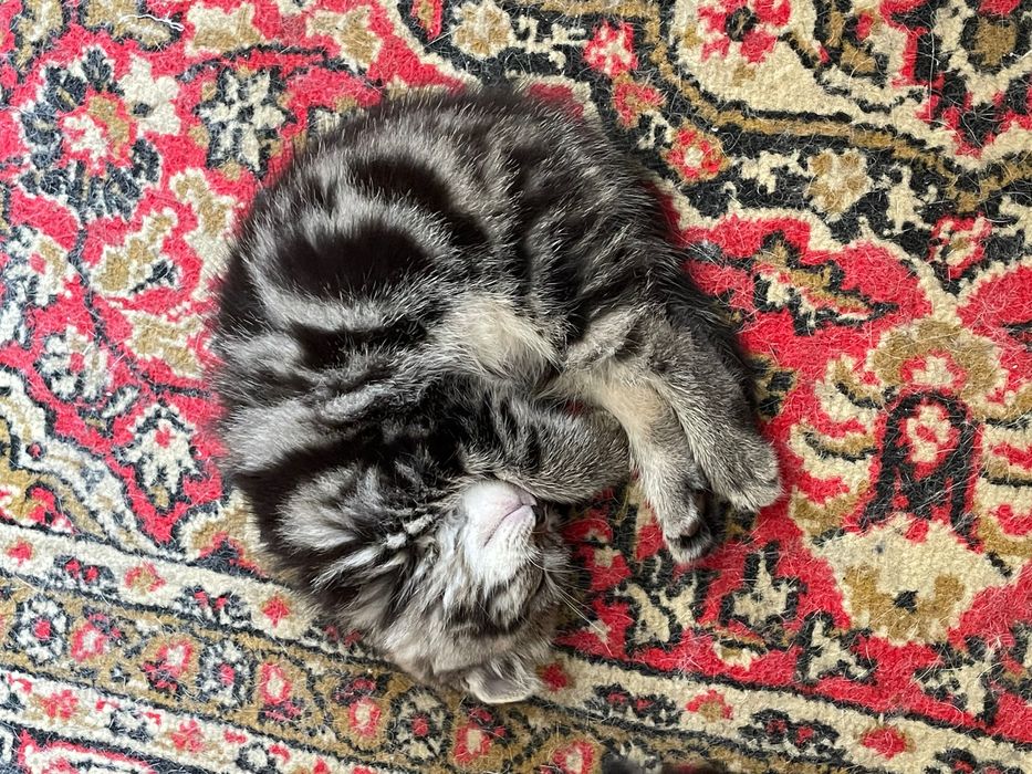 Продам вислоухих котят