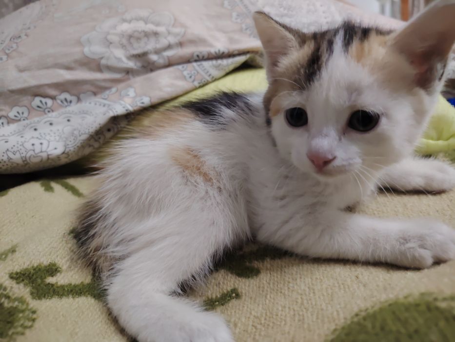 Отдадим котёнка девочку