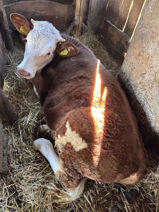 Vițelușe de vanzare.