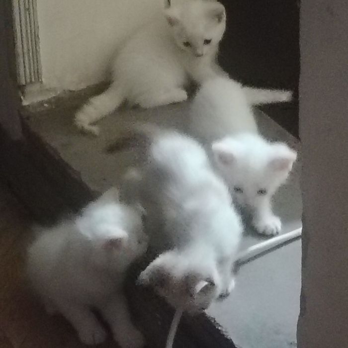 4котенка.отдаем даром