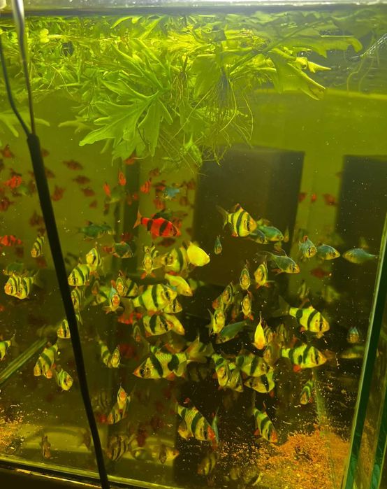 Pesti de acvariu diferite specii