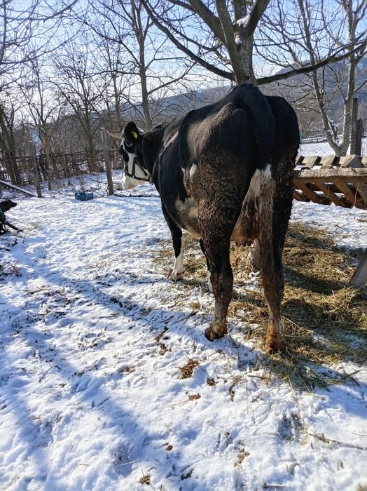 Vând vacă cu lapte