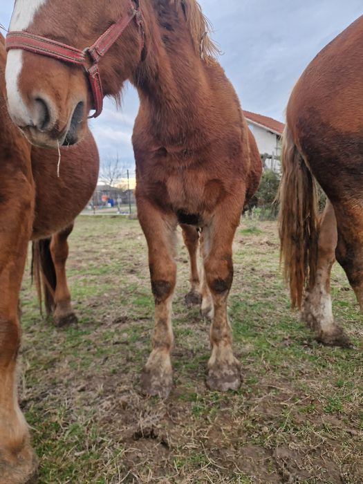 Vând mânz, de 9 luni
