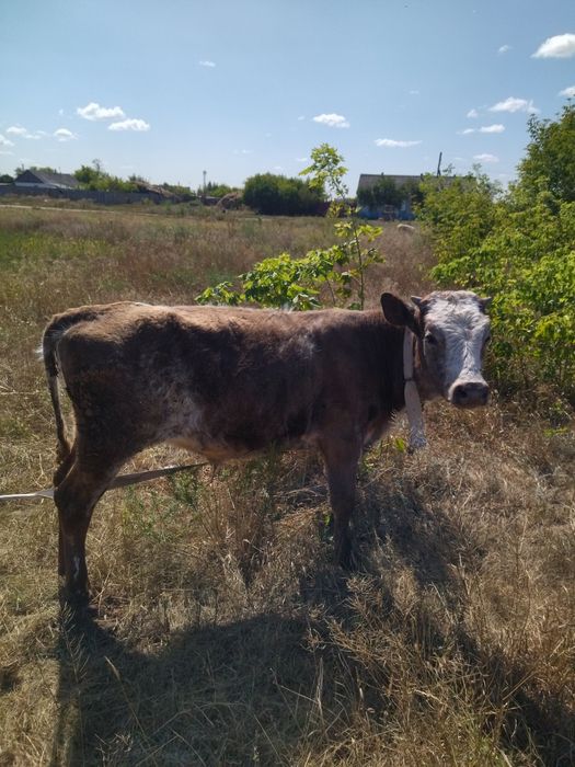 Продам телят на доращивание.