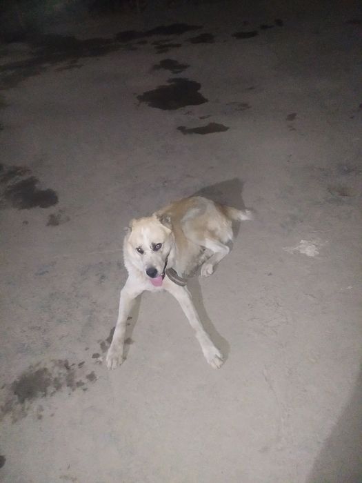 Alabay sotiladi 800 ming