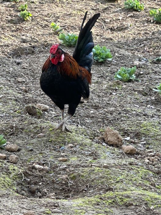 Horozla sotila tovulani bosvoti