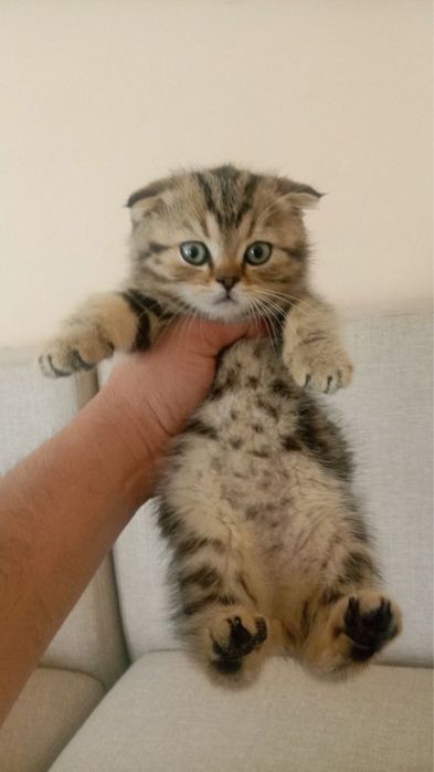 Кошка скотч фолд