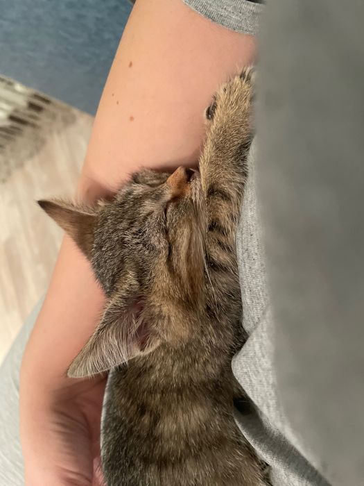 Котенок мальчик. Нашли в подъезде