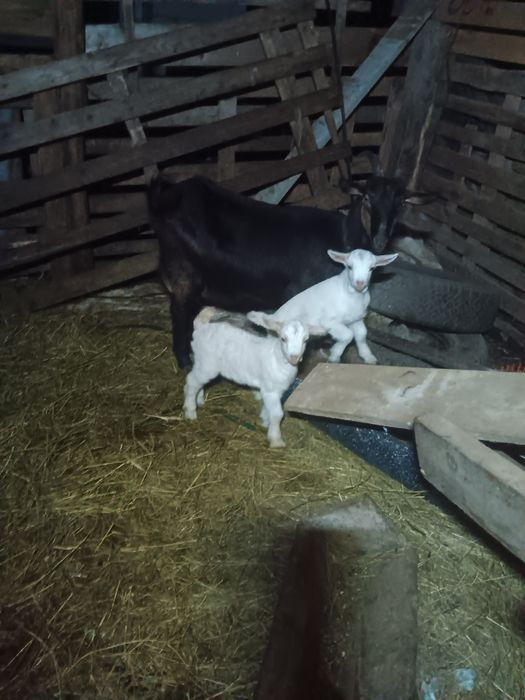 Schimb capra cu o oaie