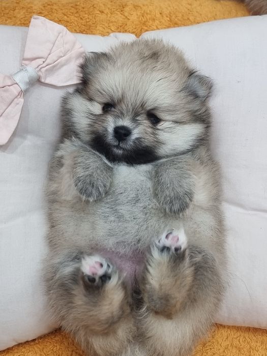 Щенки померанского шпица