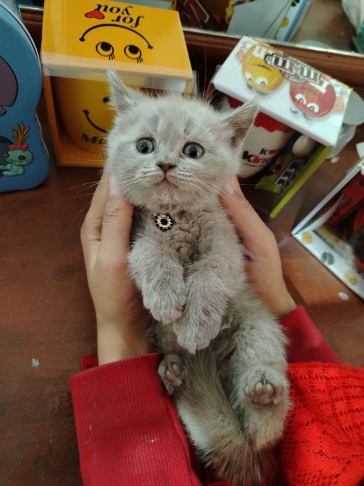 Mushukchalar sotiladi