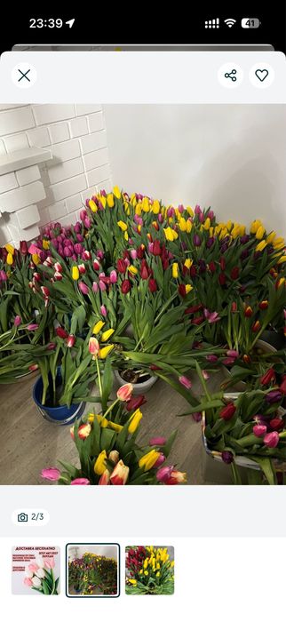 Продам тюльпаны