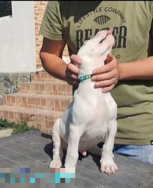 Dog argentinian cu pedigree