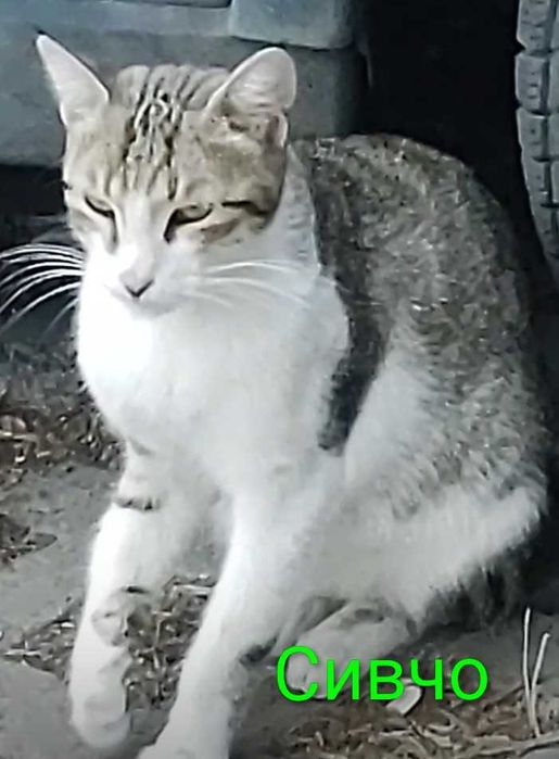 Котета на 1 годинка търсят дом/ 6 kitten looking for homes