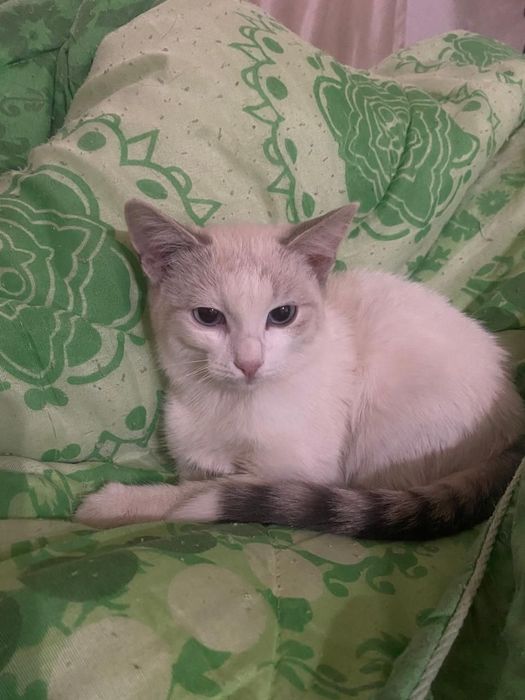 Отдам котенка бесплатно