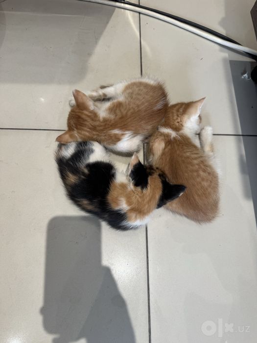 Отдам котят в добрые руки БЕСПЛАТНО!