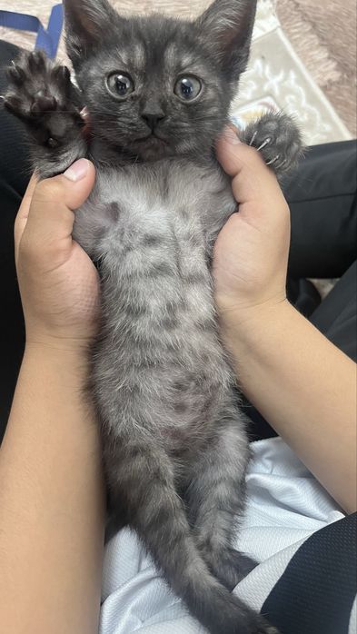 Котенок в добрые руки