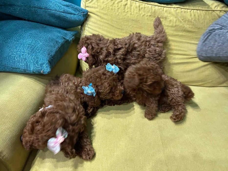 Той-Мини Пудел Ред -Априкот