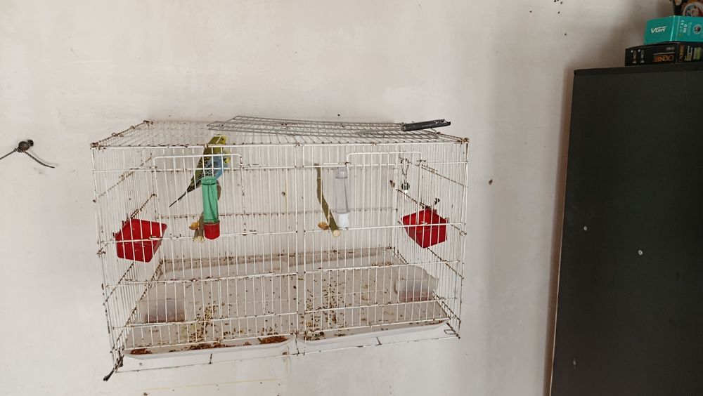 Попугай продаются пара один чек один в августе чех самец самка волнист