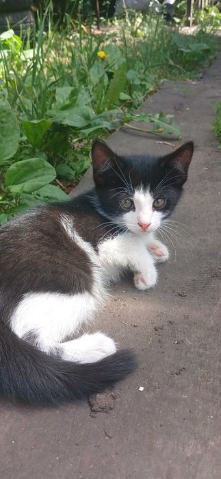 Кошка с котятами