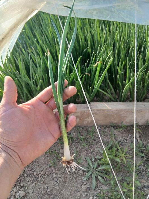 Зеленый лук свежий