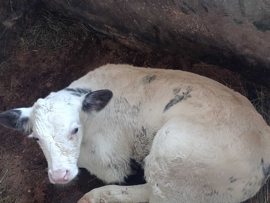 Vând 2 vaci Bălțată românească și viței