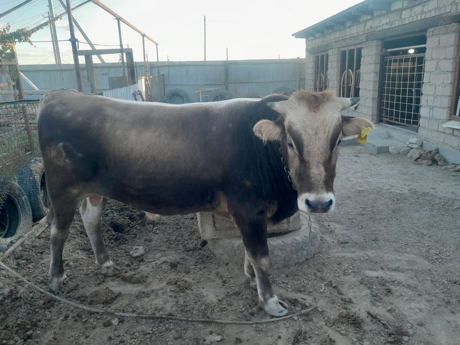 Бука Бык Бык бука