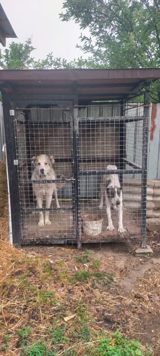 Продам кобеля и суку Алабая