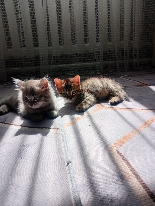 Отдам котят в добрые руки