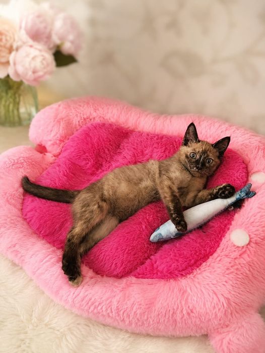 Отдам бесплатно котенка