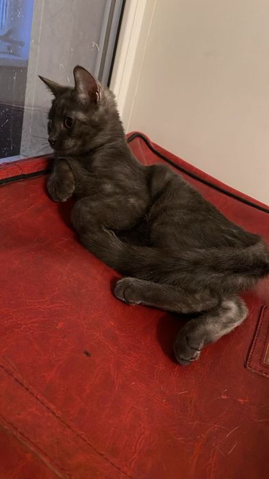 Отдам котят.Мальчики.Метисы