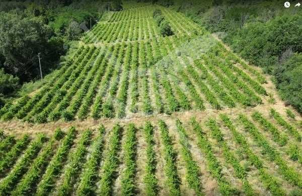 Продава се Парцел в с. Храбрино, Област Пловдив - 68188 кв.м за 10 €/кв.м - Снимка #1