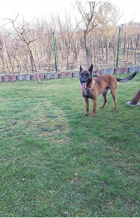 Donez pui/catei ciobănesc belgian malinois