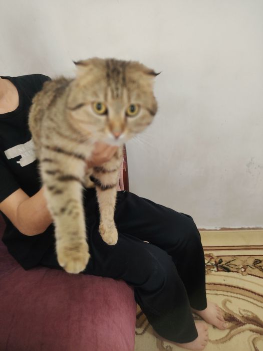 Кот скотиш продаётся в харошие руки