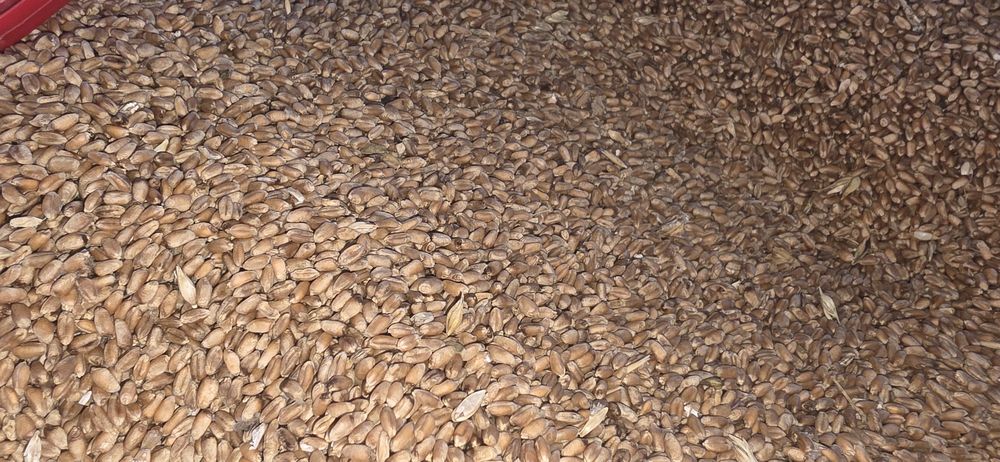 Vand grau 0.85 lei/kg