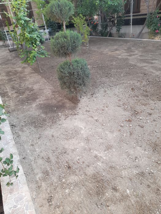 Gazon Газон  ekamiz Daniya urug'idan