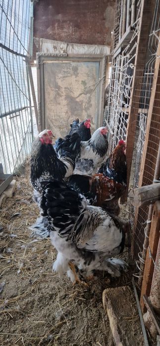 Брама хурозлари сотилади