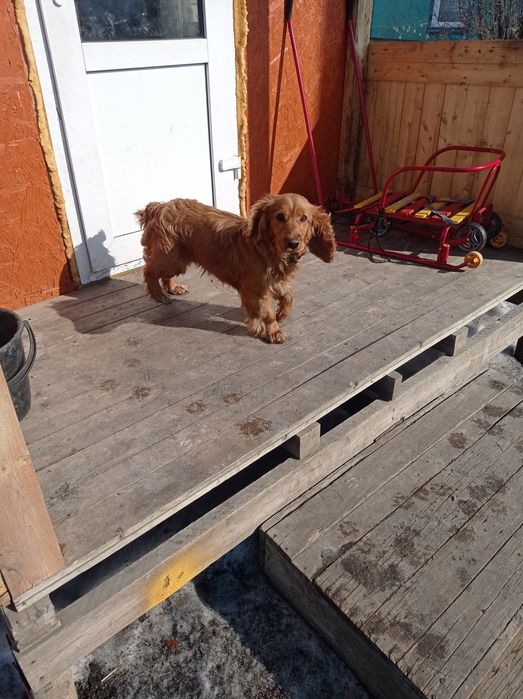 Русский охотничий спаниель