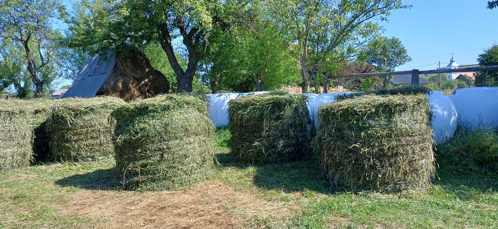 Vând baloti de lucernă înfoliată