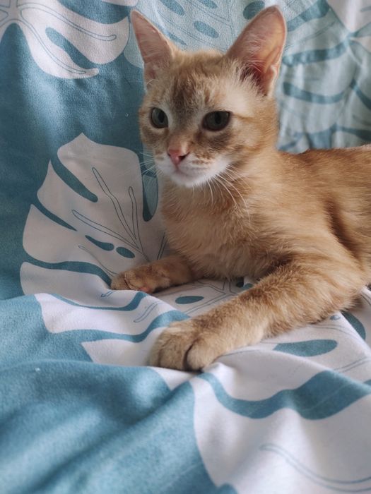 Пристраивается в добрые руки