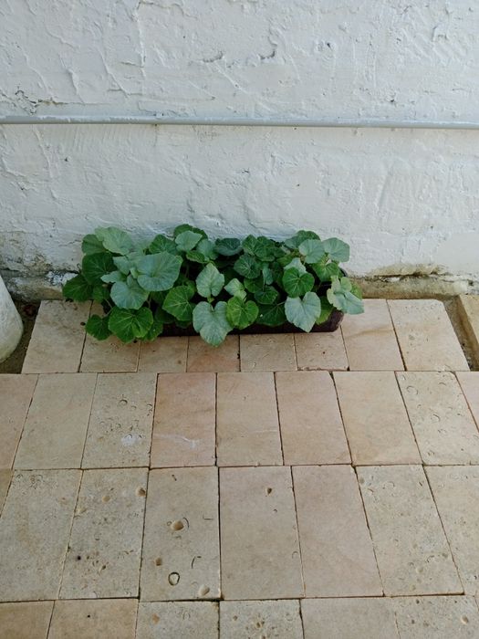 Срочна 2 бөлмелі жер үй