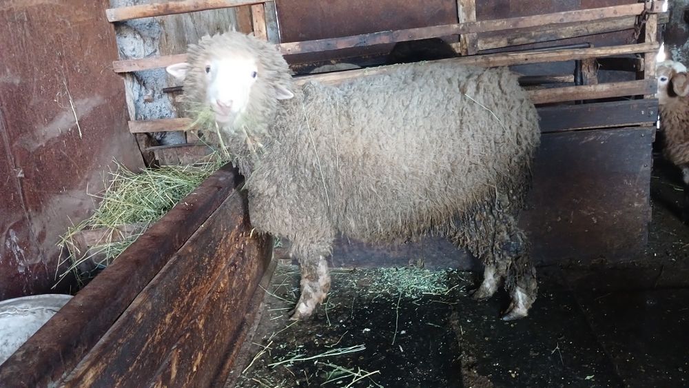 Продам барана кошкара