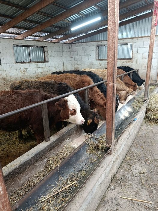 Продаются тёлки .