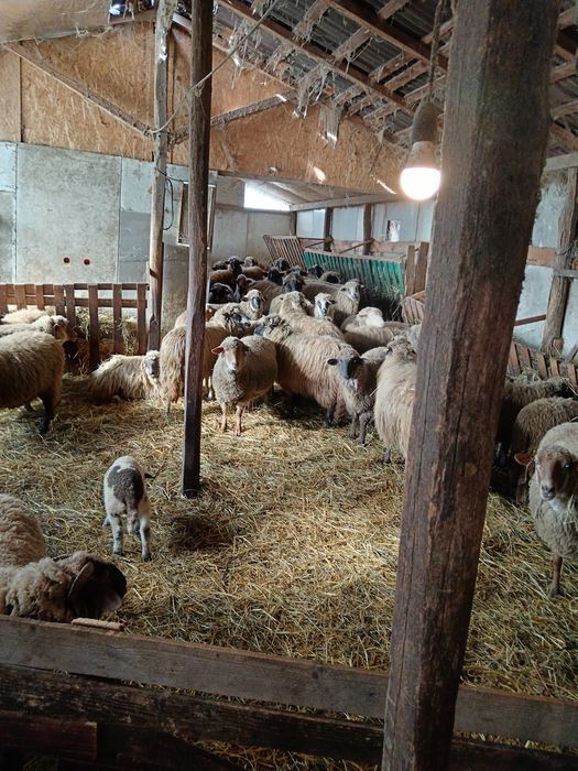 Oi de vânzare cu miei