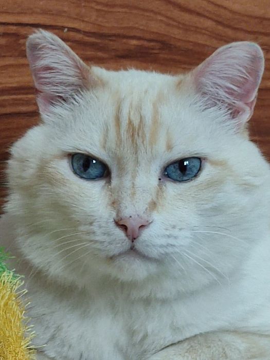 Шикарный котик ищет дом