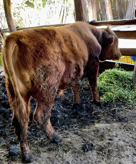 Taur rasa Angus cu Băltată Românească