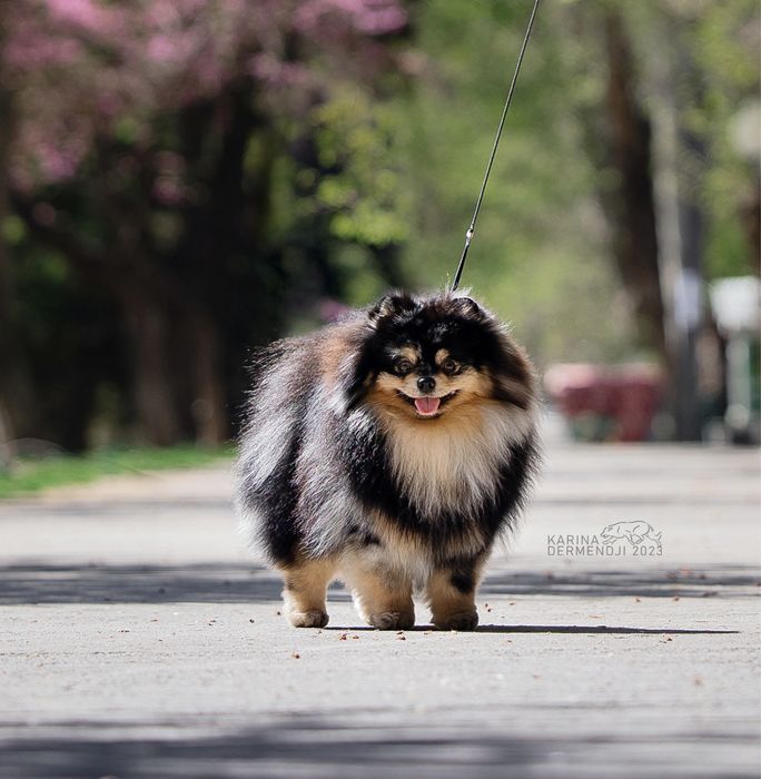 Немецкий шпиц вязка.