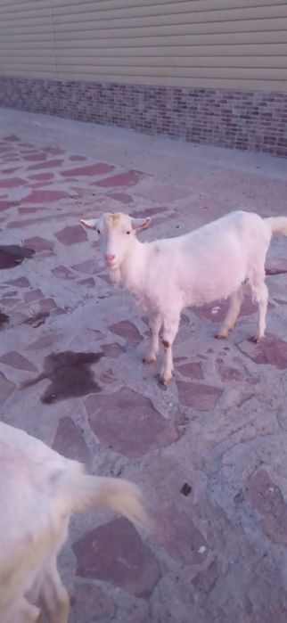 Заанен сүтті ешкілер